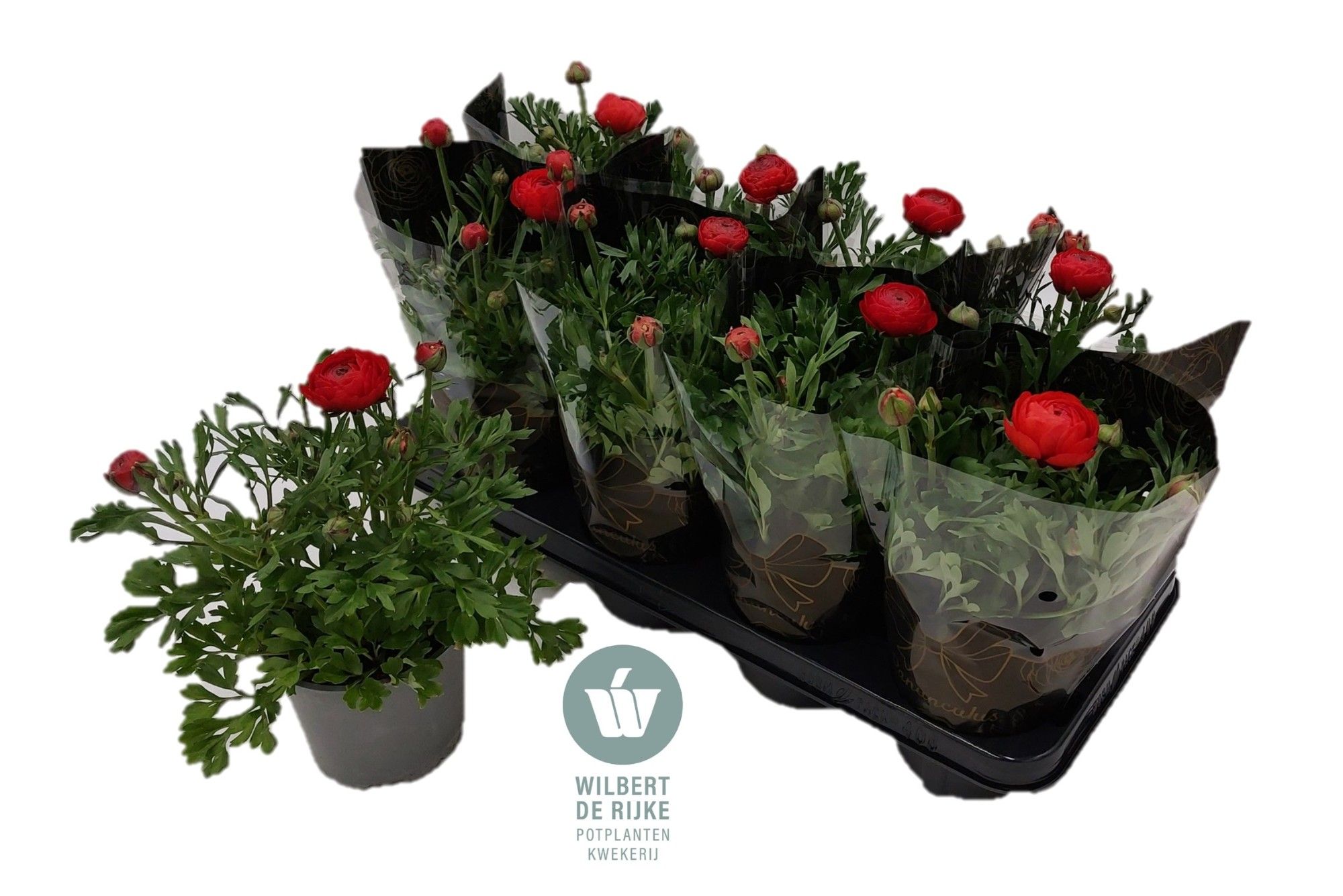 Ranunculus Rood met hoes (Ranonkel), D 12