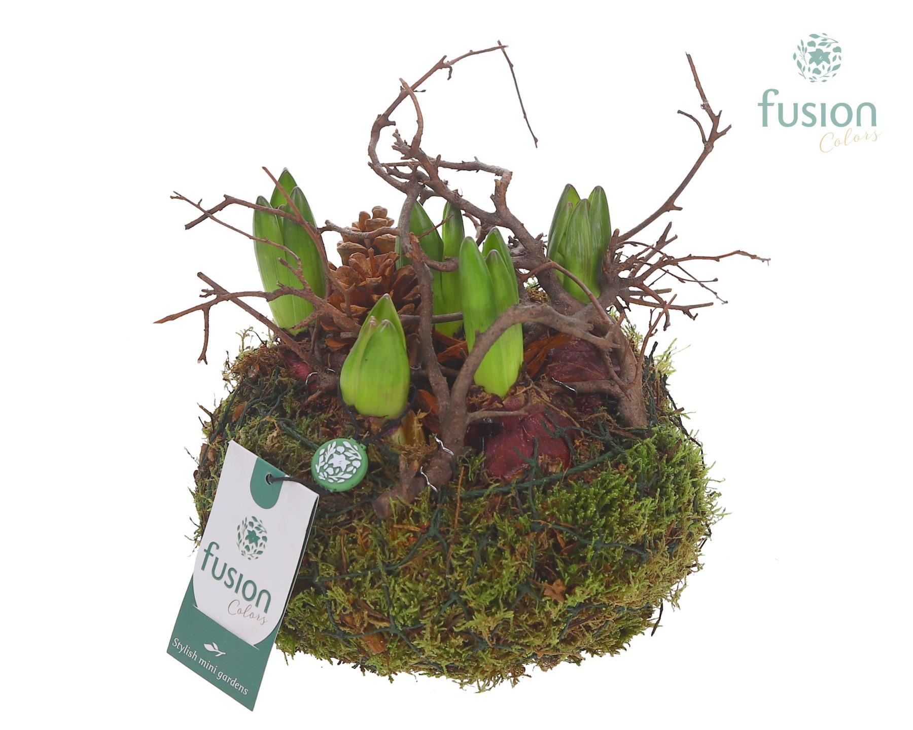 Mosbollen met Hyacinten, D 20