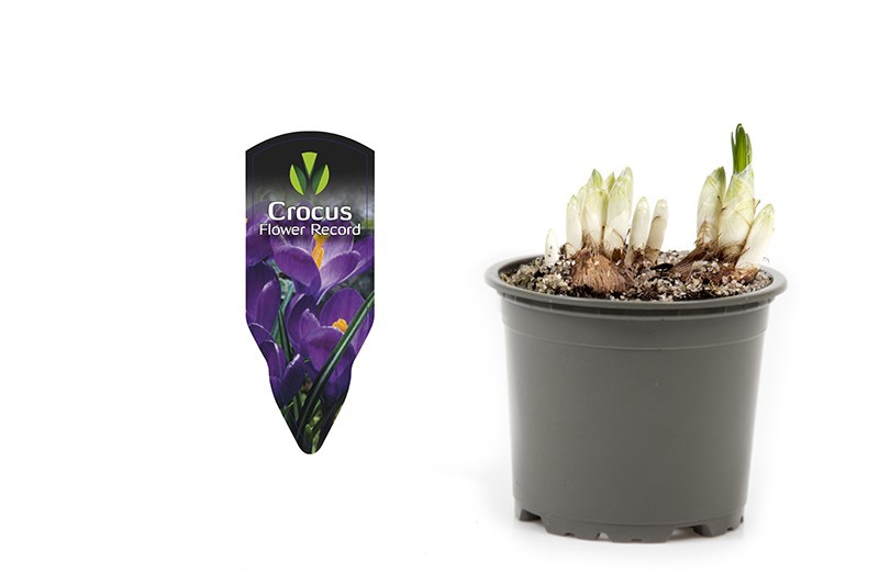CROCUS-HYBRIDER 'FLOWER RECORD', D 9