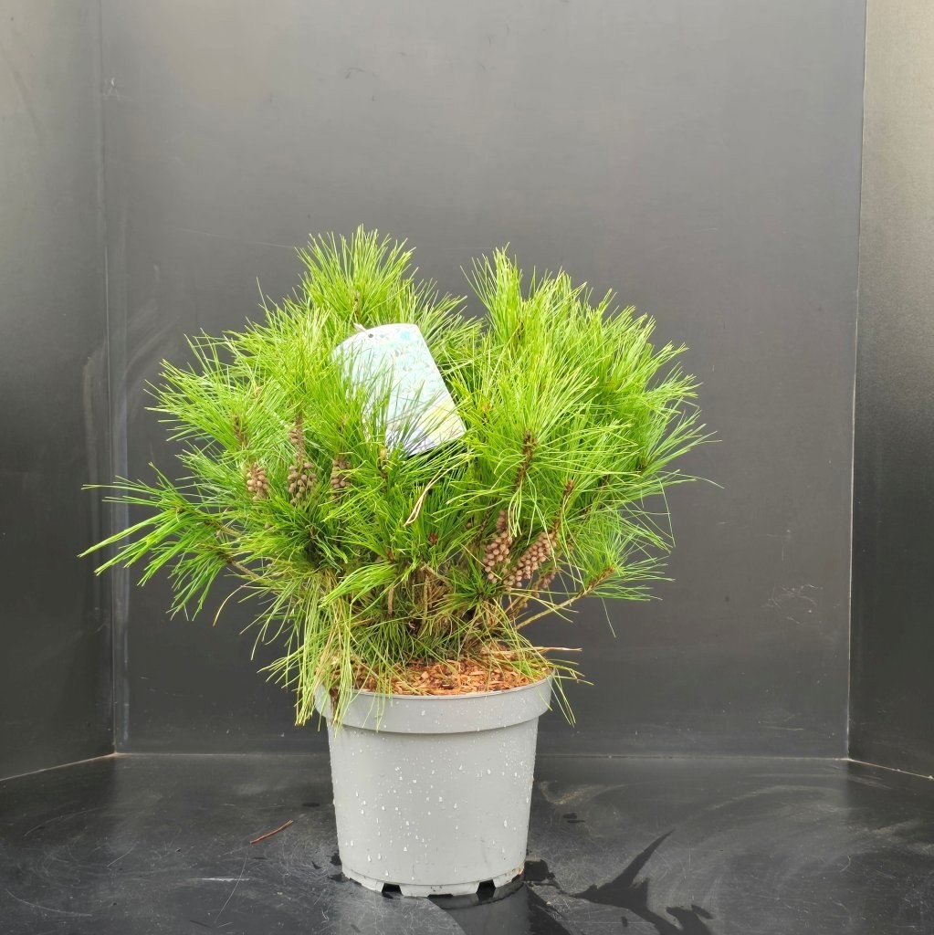 Pinus densiflora 'Umbraculifera', D 26