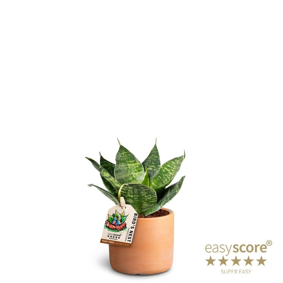 Raw Terracotta, Sansevieria Hahnii, D 7