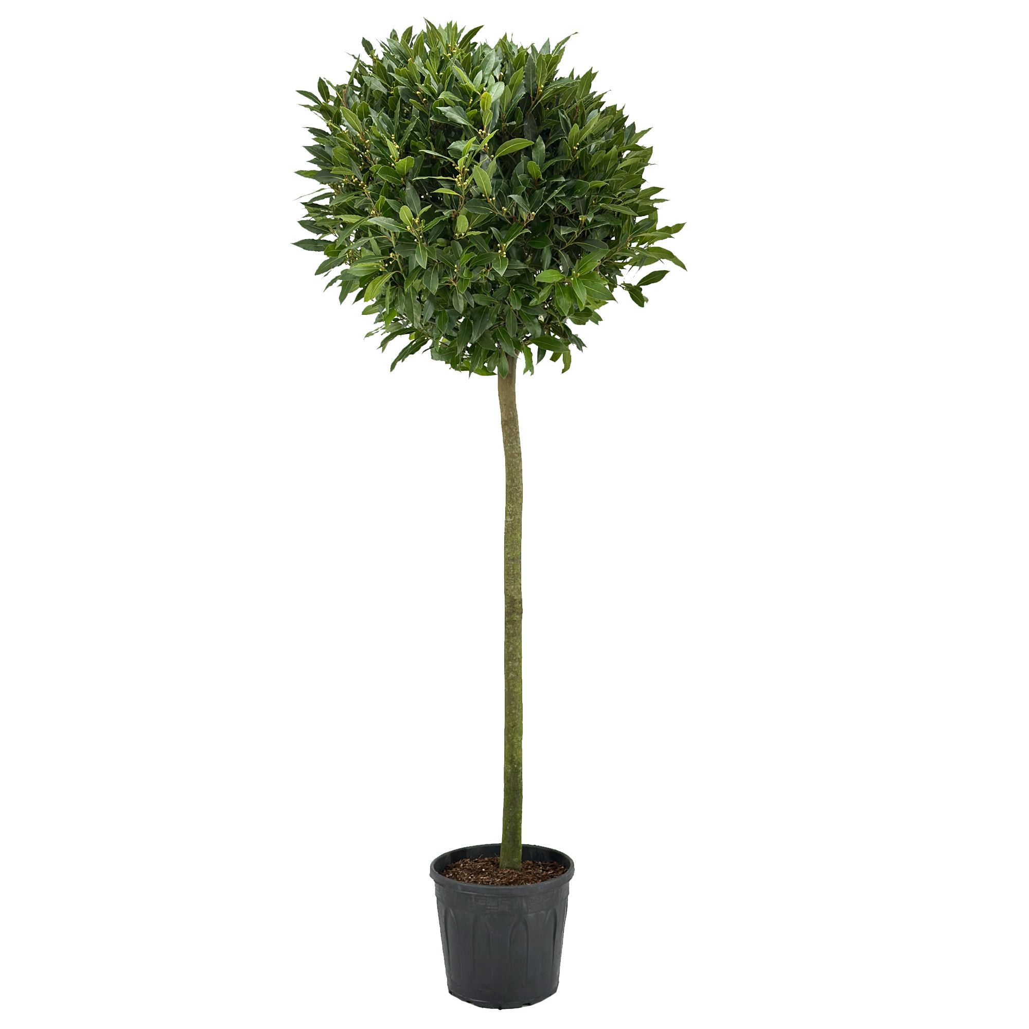 Laurus nobilis Bol op stam, D 30