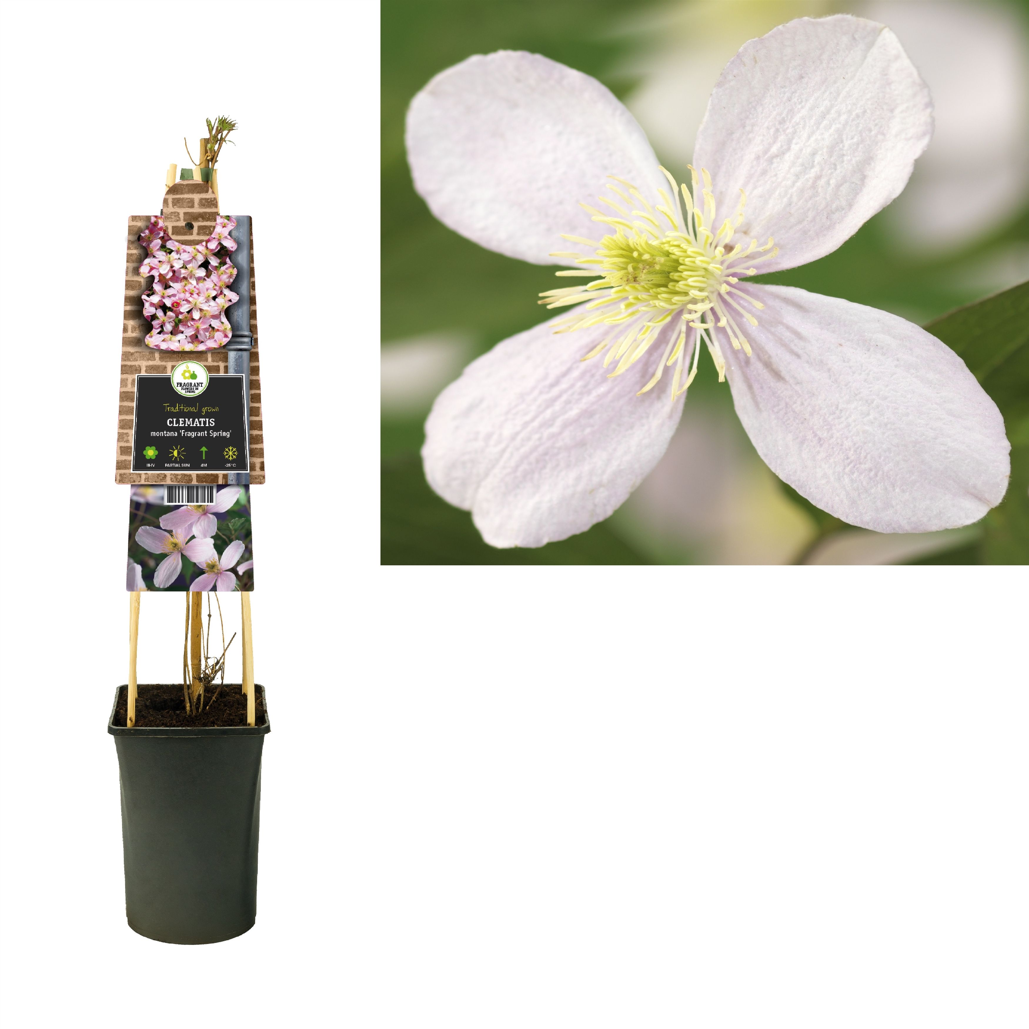 Clematis montana 'Fragrant Spring' +3.0 label, D 17