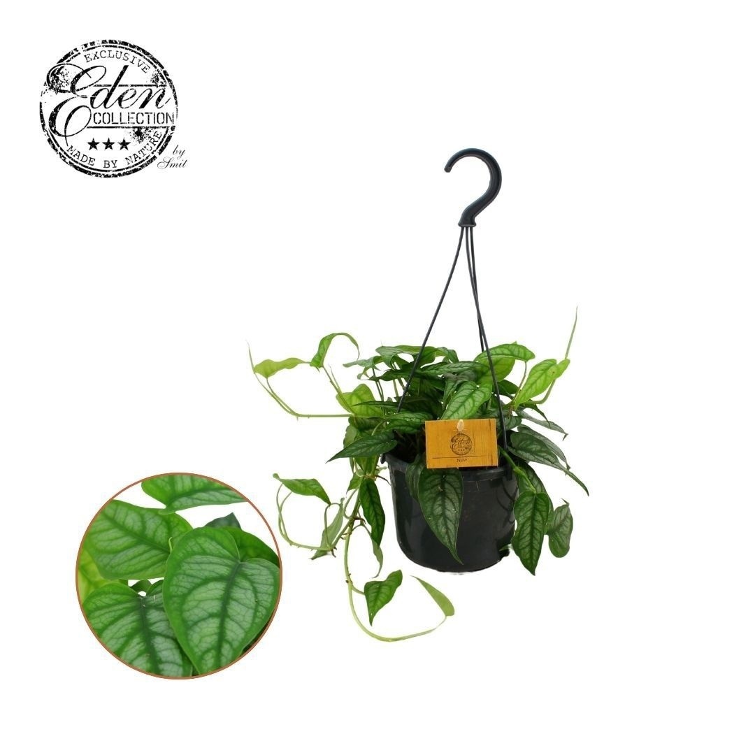 Monstera Siltepecana 15cm HP, D 15