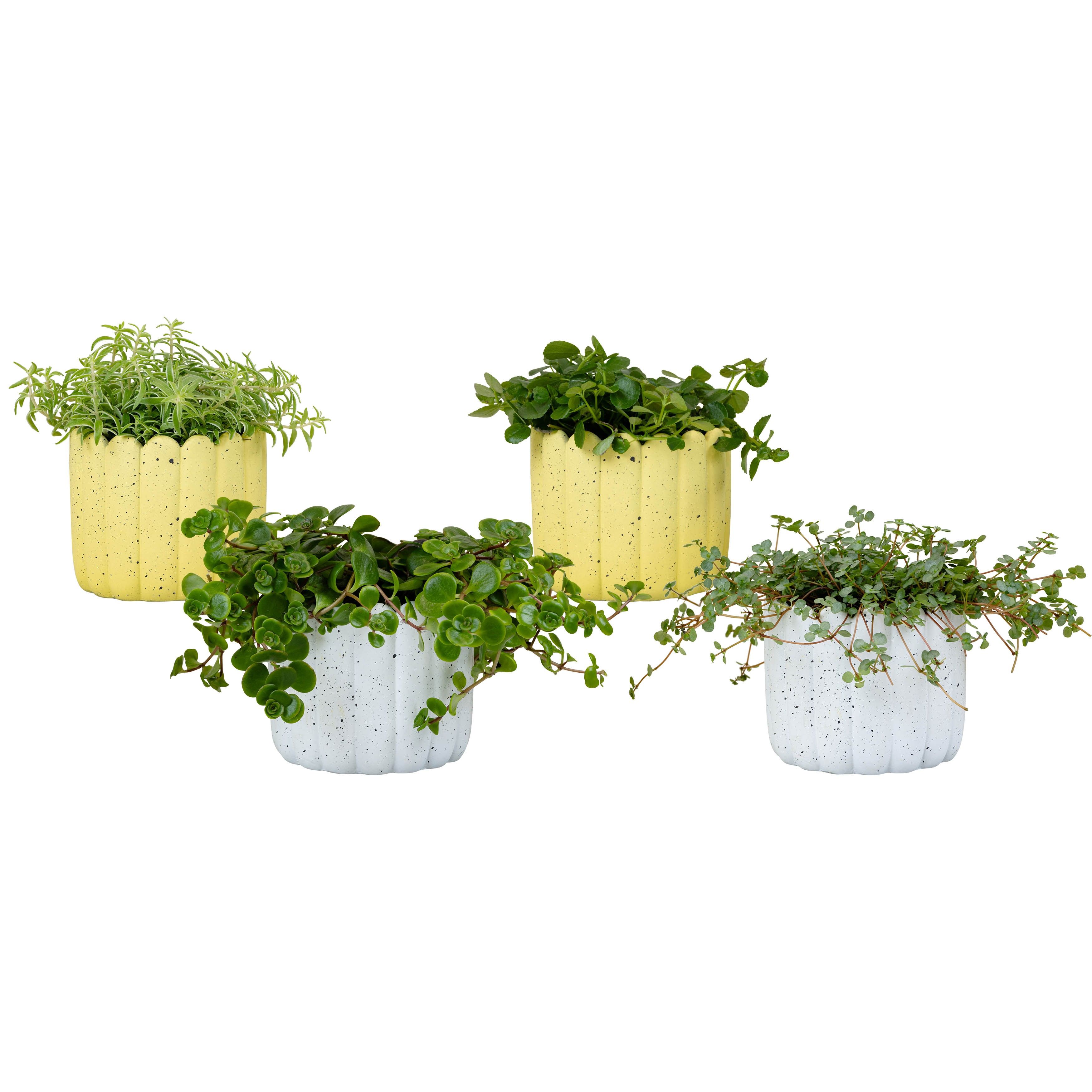 Hope with Compact Foliage, D 11