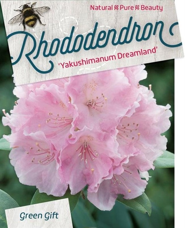Rhododendron (Y) 'Dreamland', D 38