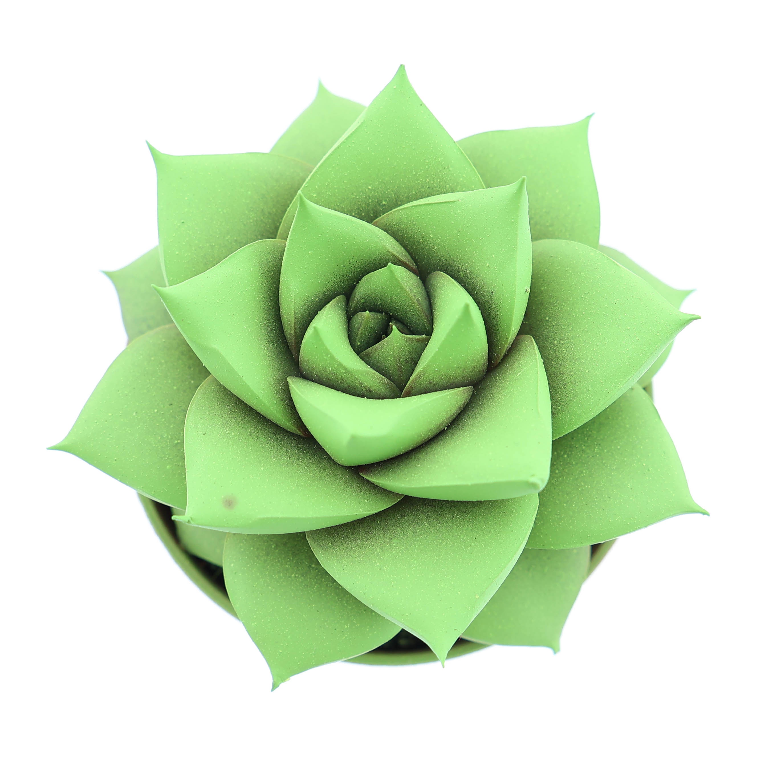 Rainbow purper bright green, D 5,5