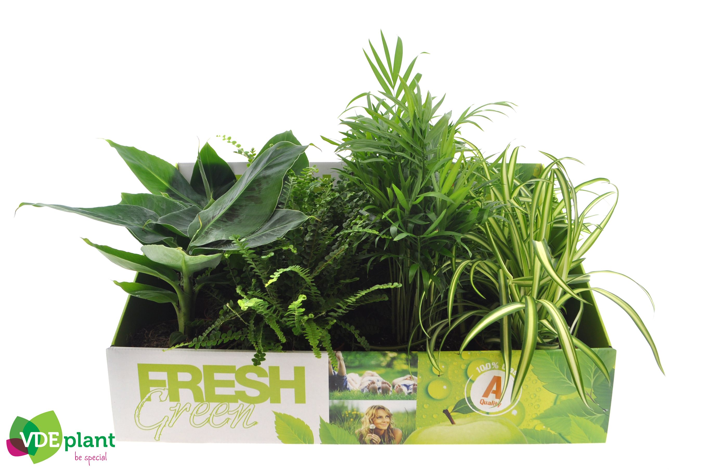 Fresh Green mix 12cm in Showdoos, D 12