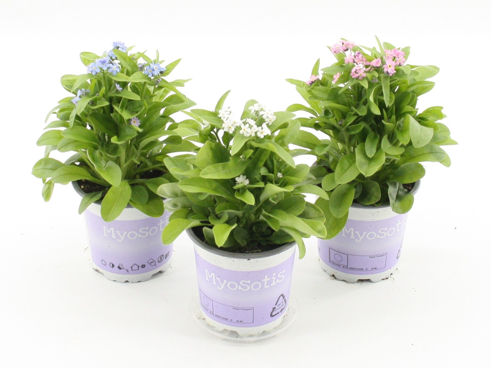 Myosotis Mixkar, D 10,5