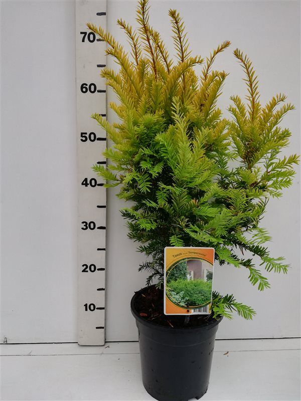 Taxus bacc. 'Semperaurea', D 19