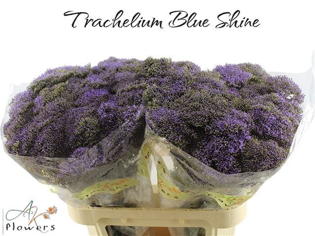 Трахелиум Блю Шайн 80, шт.