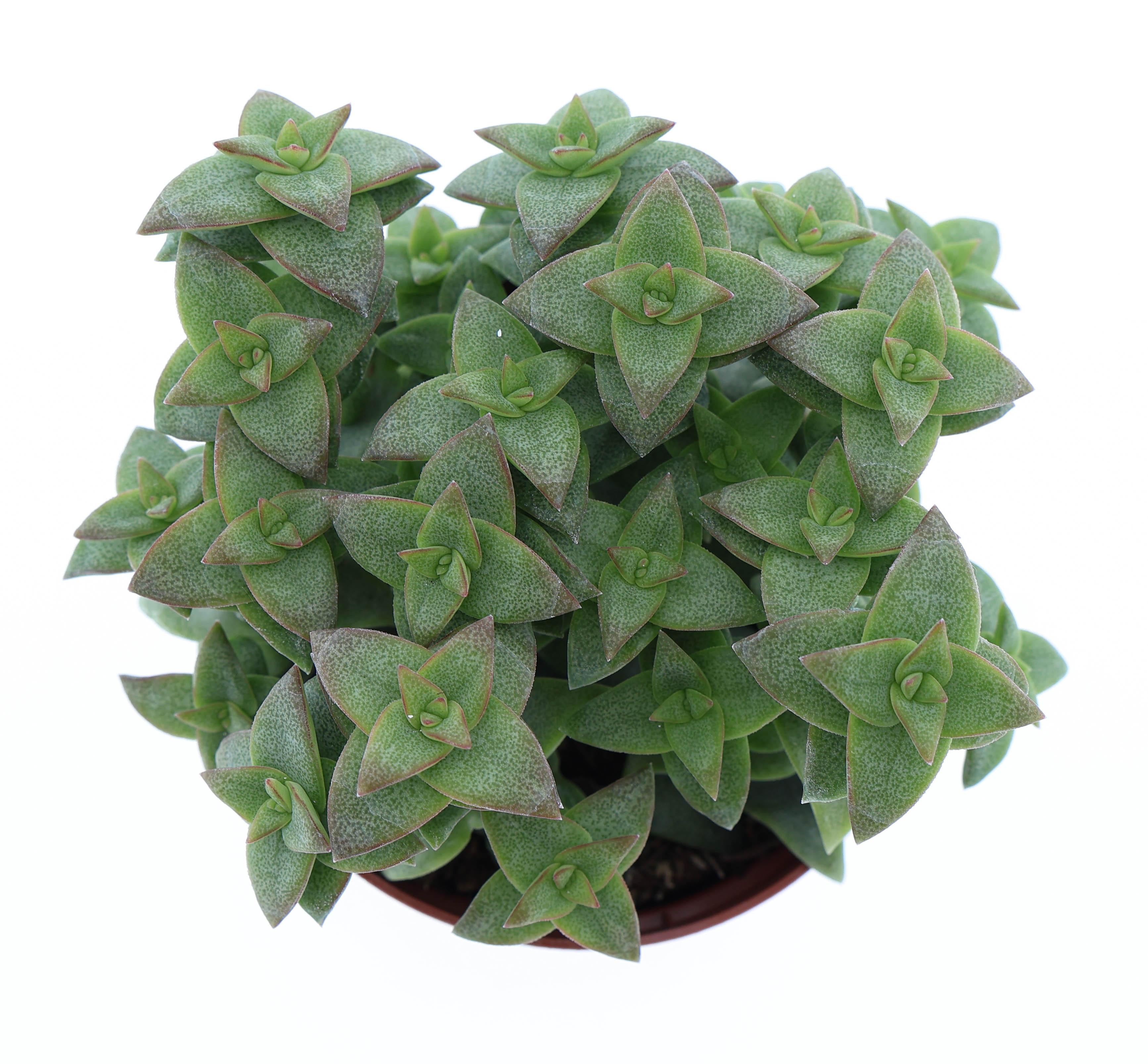 Crassula perfossa green, D 8,5