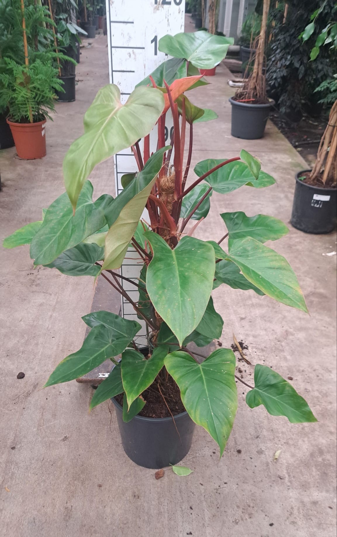 Philodendron Red Emerald mosstok 110, D 30