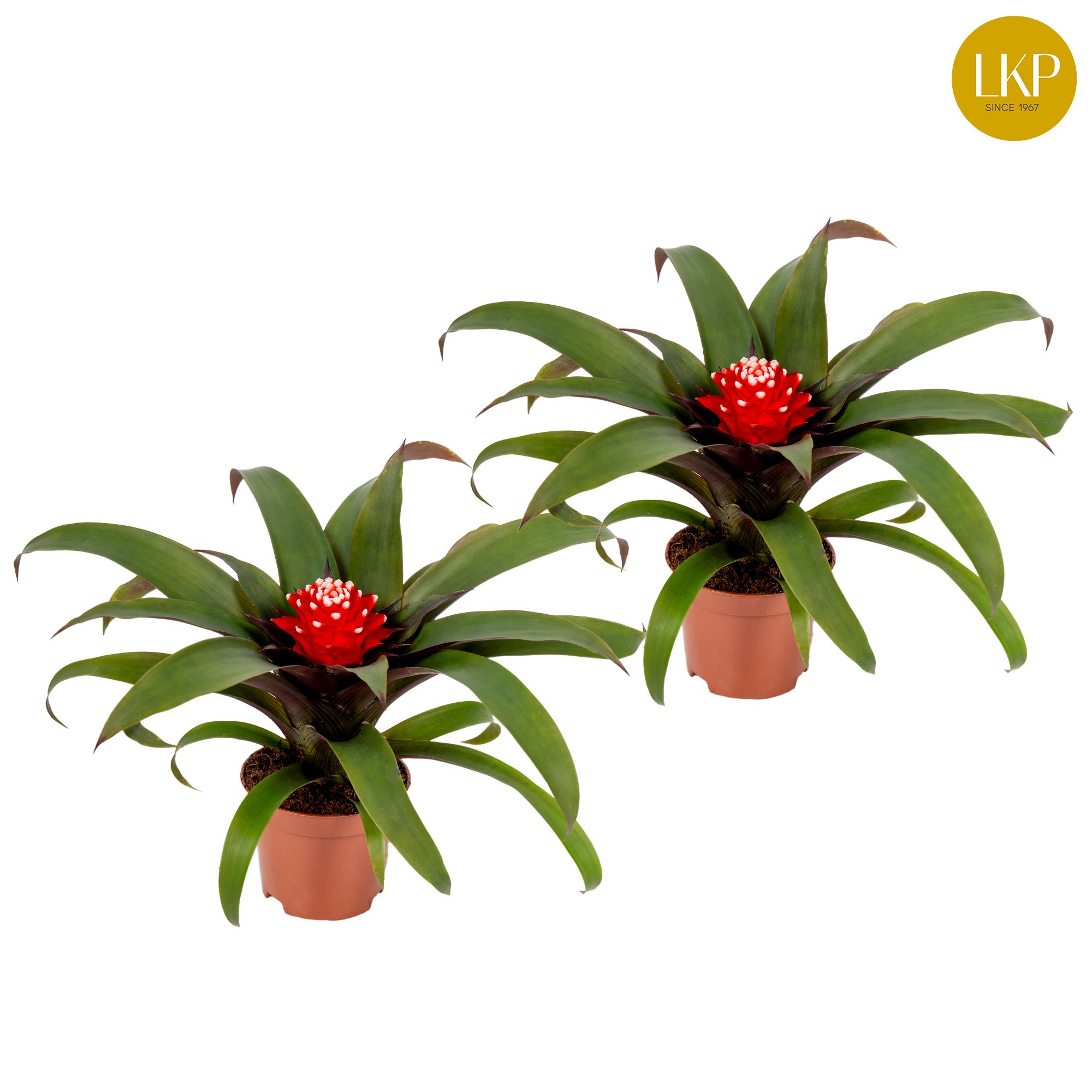 Guzmania Priscilla Rood (Zonder Hoes), D 10,5