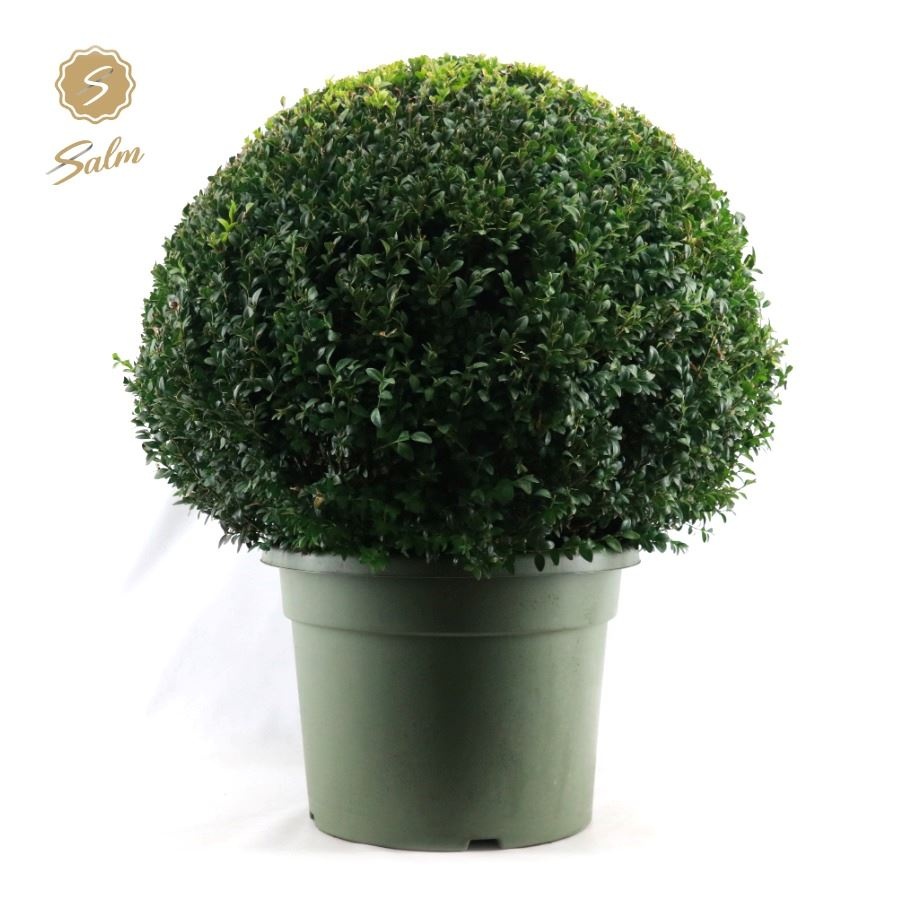 Buxus semp. Ball Ø75cm P45, D 45