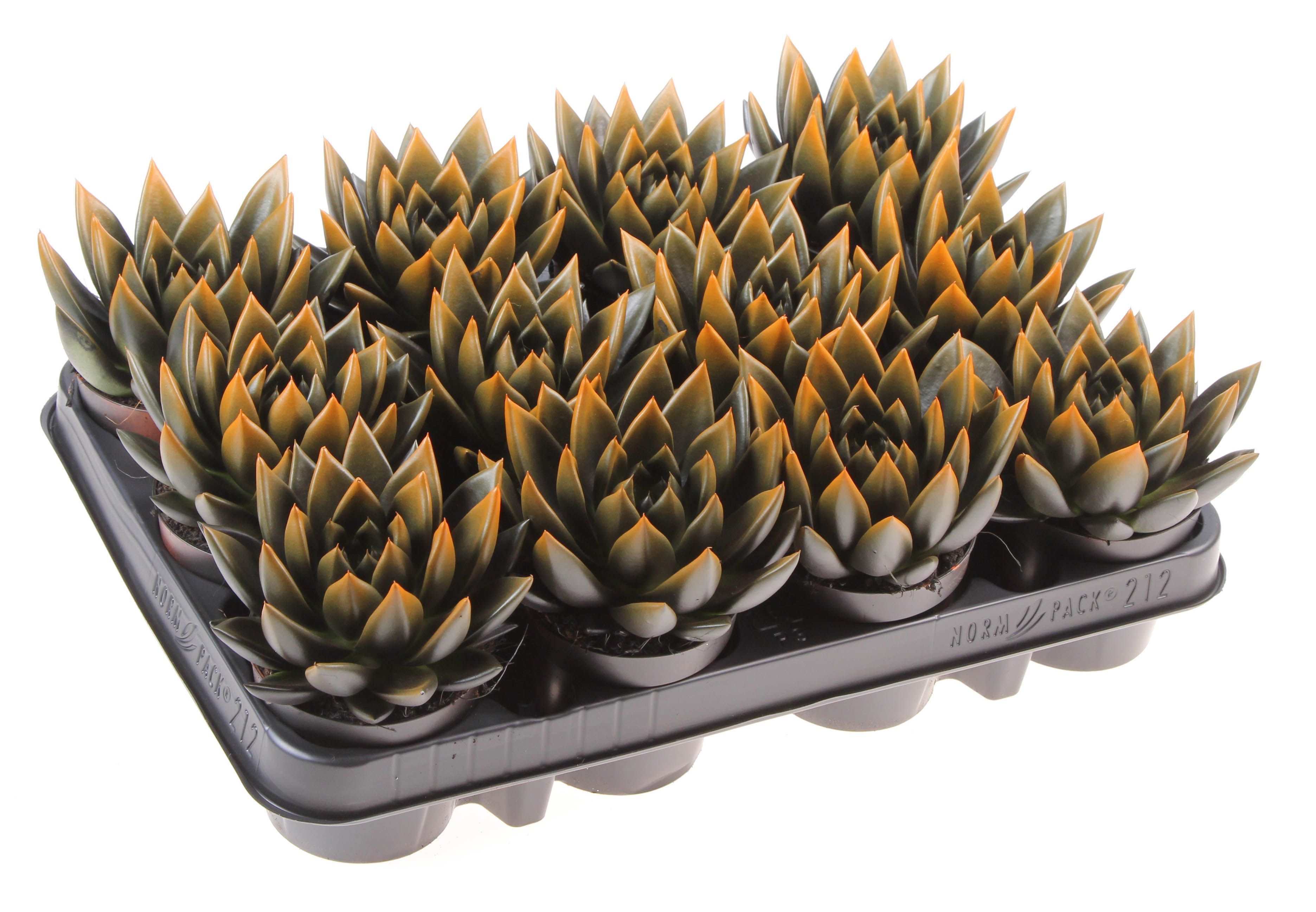 Halloween bicolor black + orange point, D 8,5