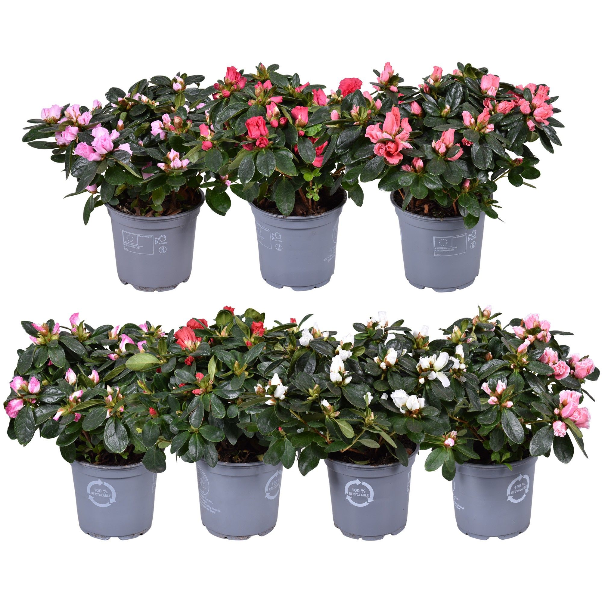 Azalea Vogel gemengd 12cm (RK1), D 12