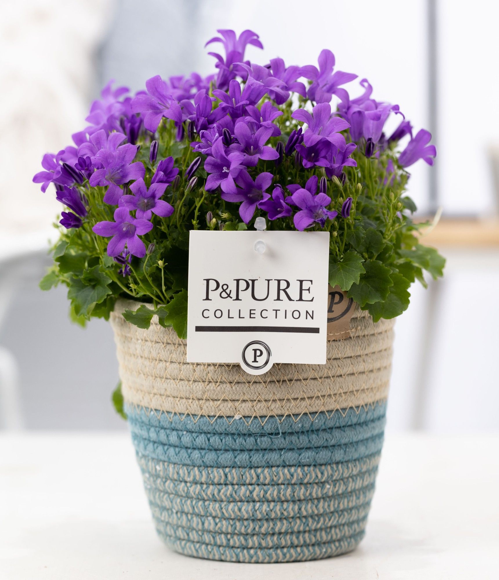 Campanula Porto LL Pure Valerie, D 14