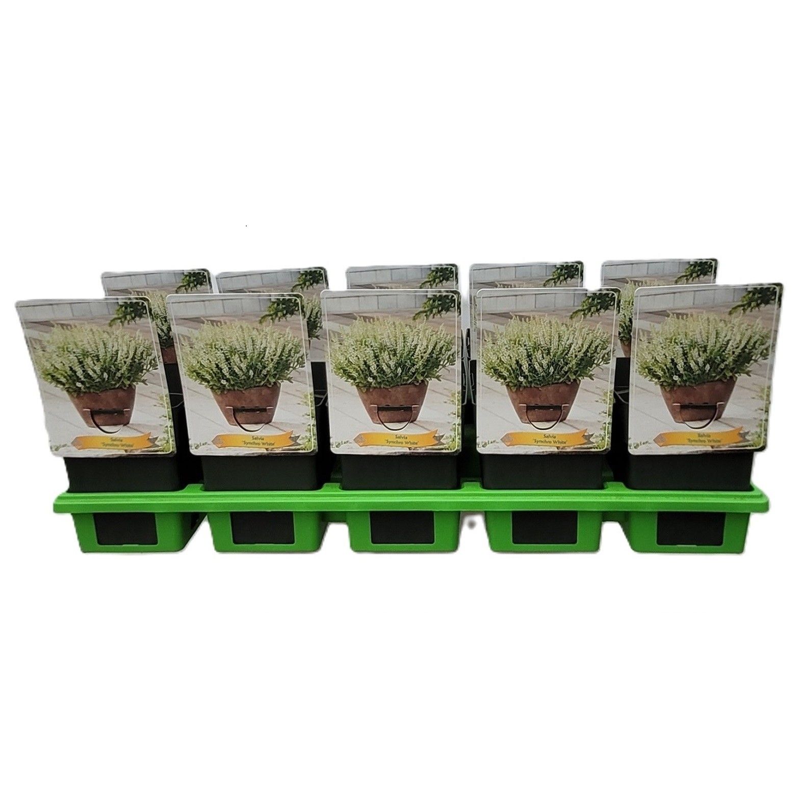 Salvia 'Synchro White' P11, D 11