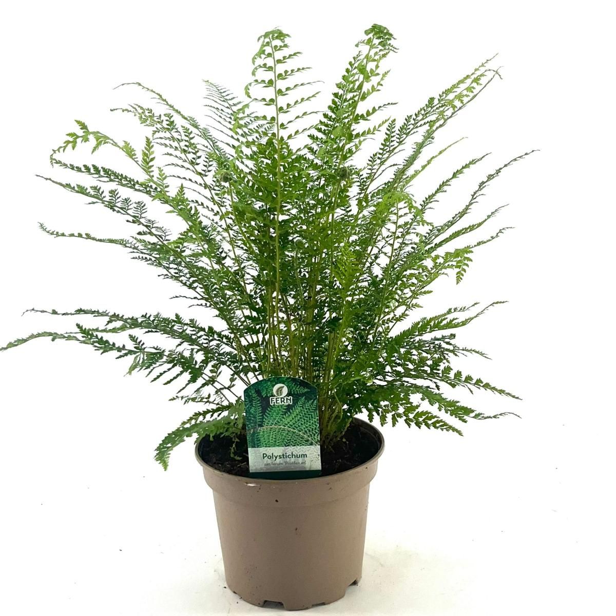 Polystichum set. 'Proliferum', D 17