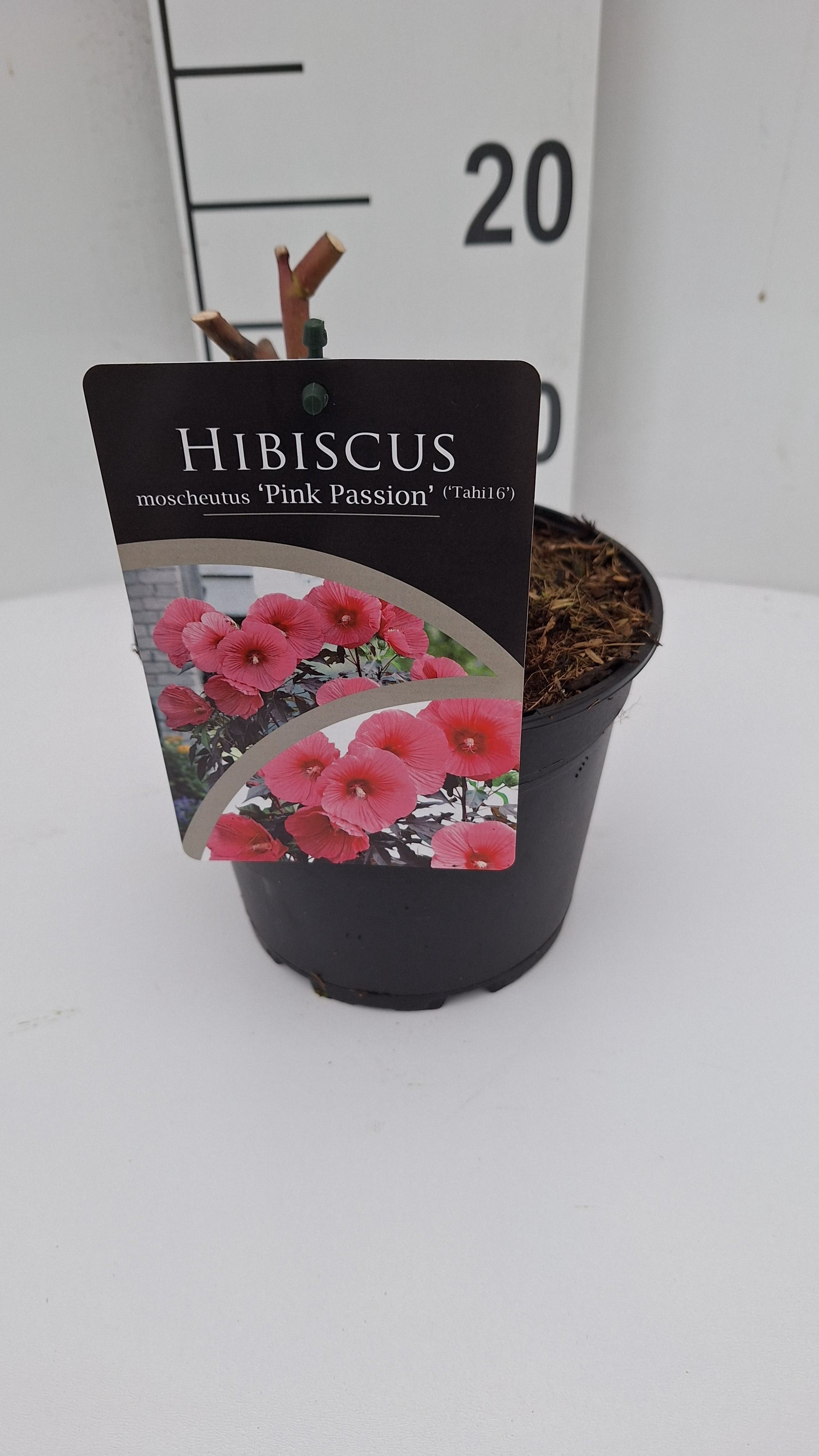 Hibiscus moscheutus Carousel Pink Passion, D 17