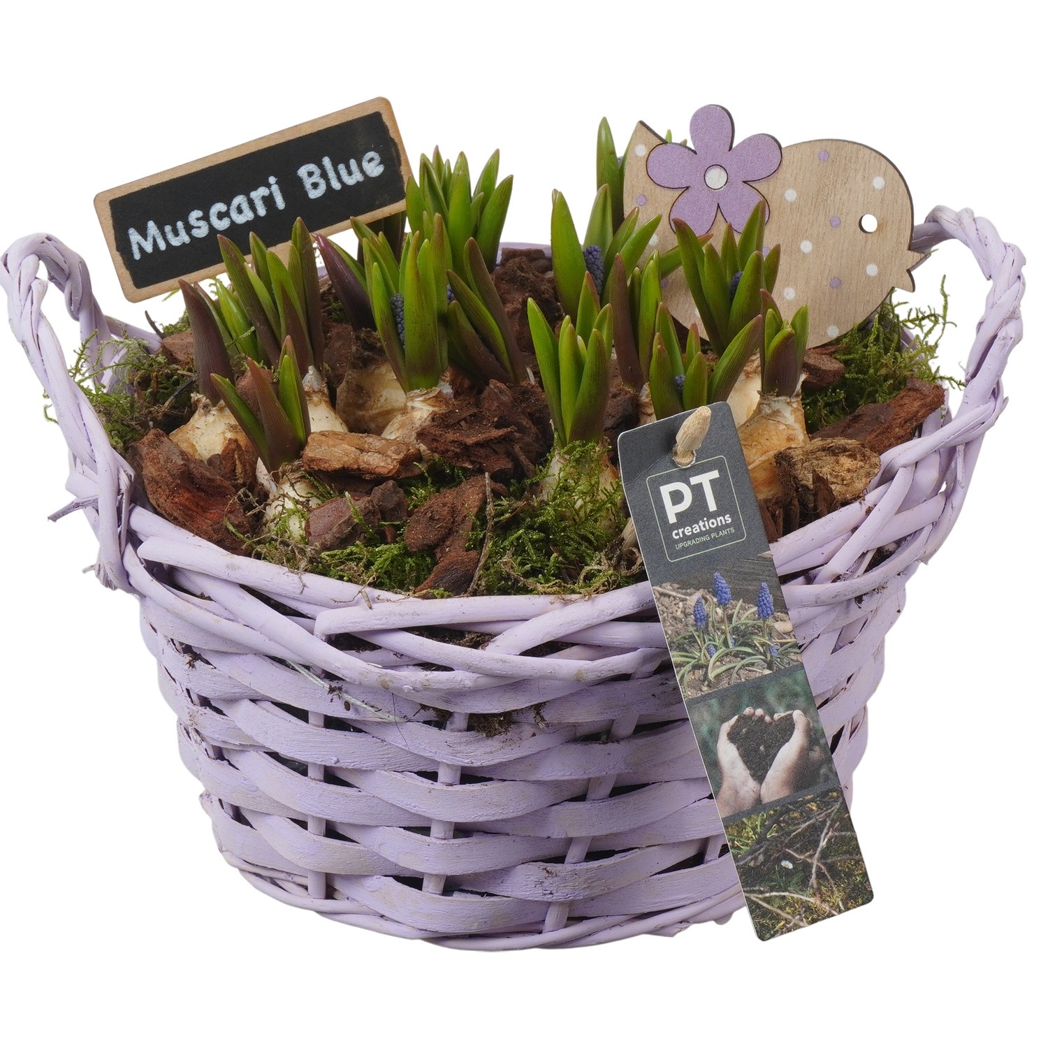 PTMB6239 Arrangement Muscari Blue in riet mand, D 20