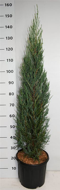 Juniperus s. 'Blue Arrow', D 32