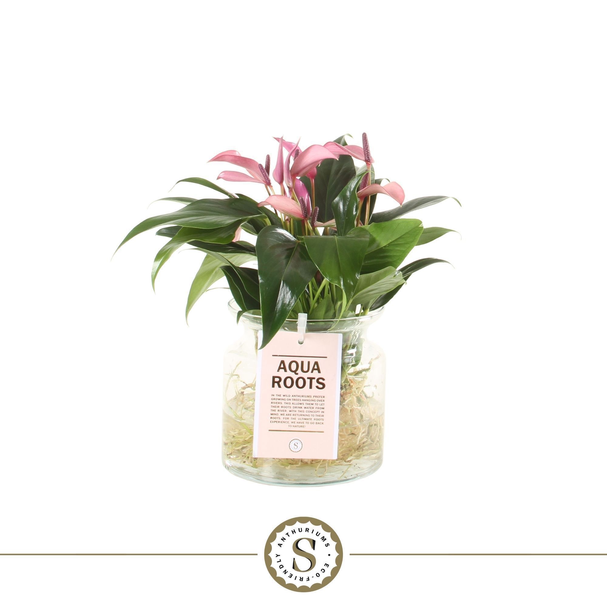 Zizou Aqua Roots in Sierglas, D 12