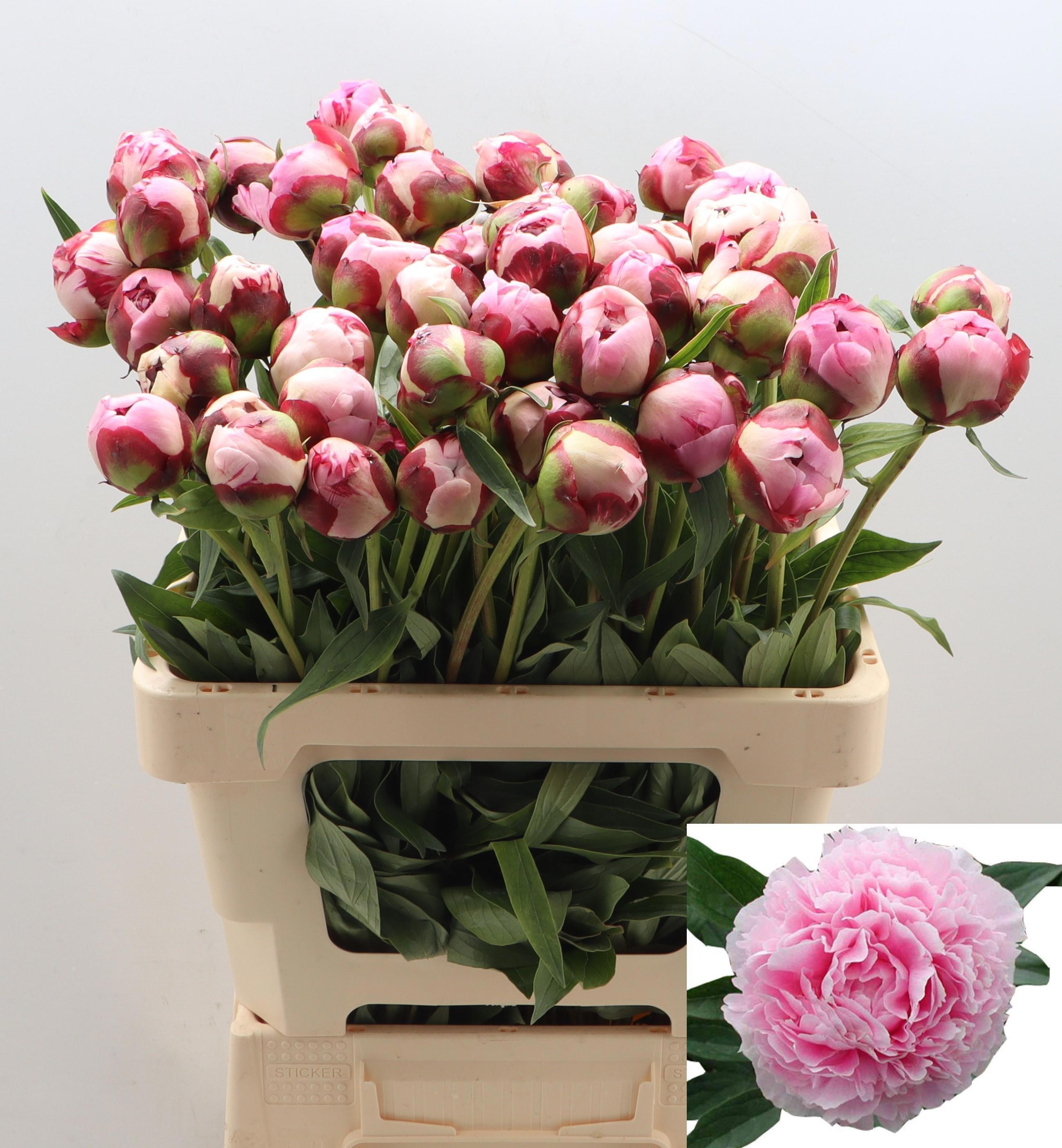 Пион Сара Бернар 60 (роз.), шт.