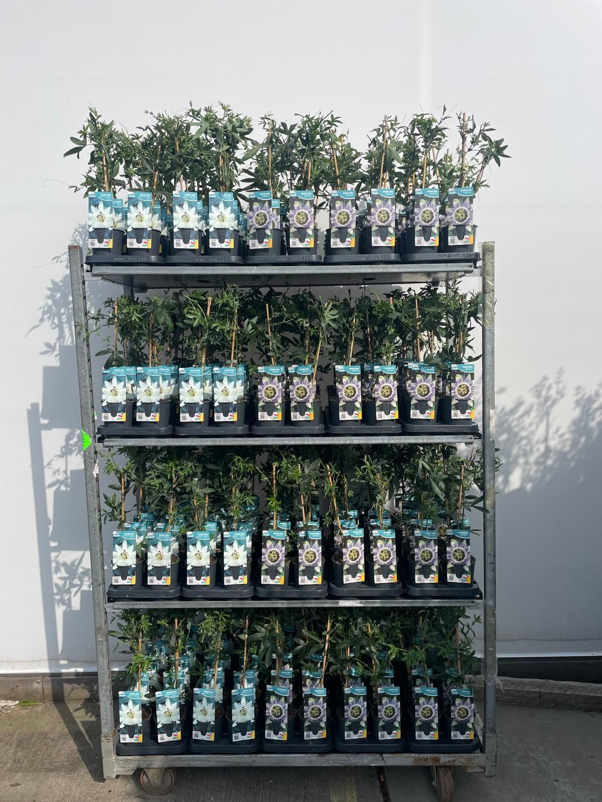 Passiflora 2 soorten mix per cc, D 12