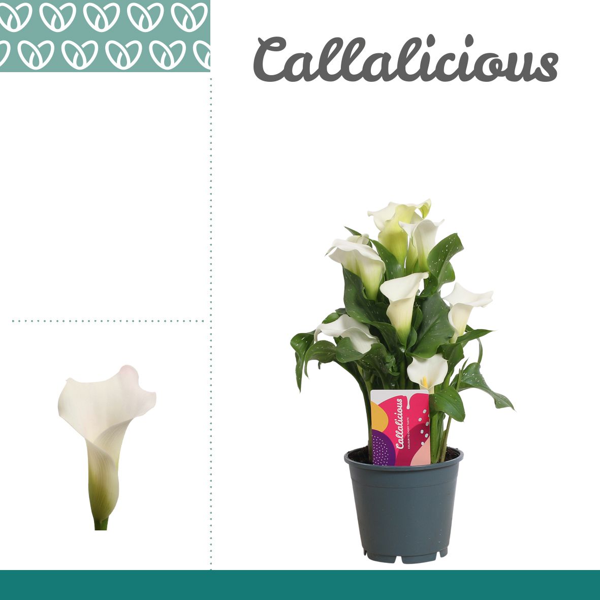 Zantedeschia (Calla) Wit, D 14