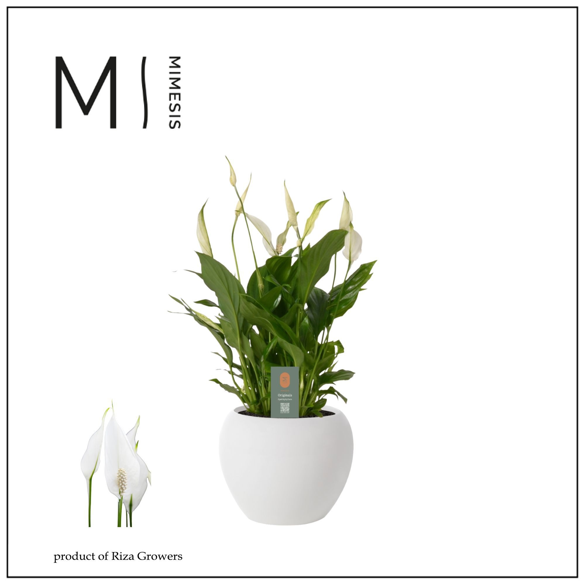 Mimesis Spathiphyllum Bellini - 13 cm in Bolpot Wit, D 13