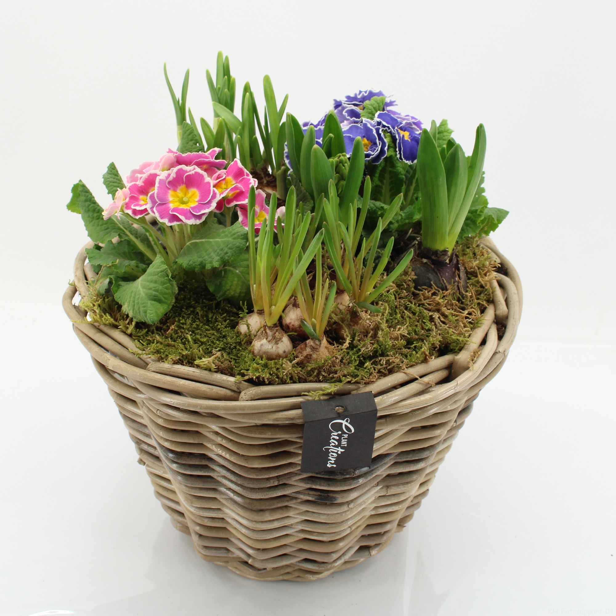 PMCR-2609 Primula creations, D 29