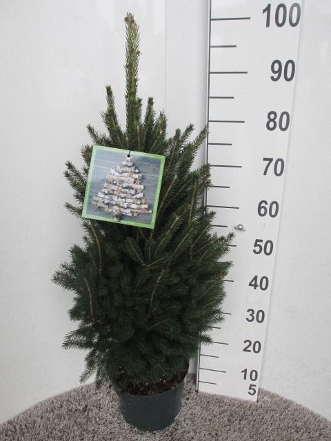 Picea glauca Super Green 60-70 P23, D 23