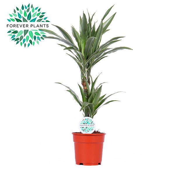 Dracaena Warneckei p17, 30+10, D 17