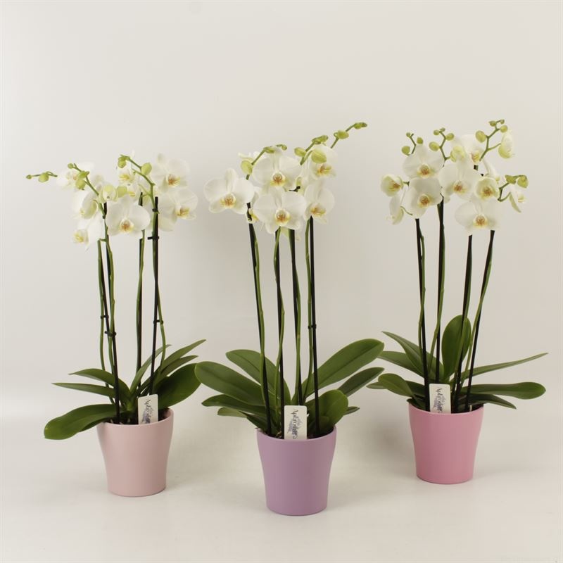 Phalaenopsis overig wit 4 tak wit in pastel Valentijn keramiek, D 12