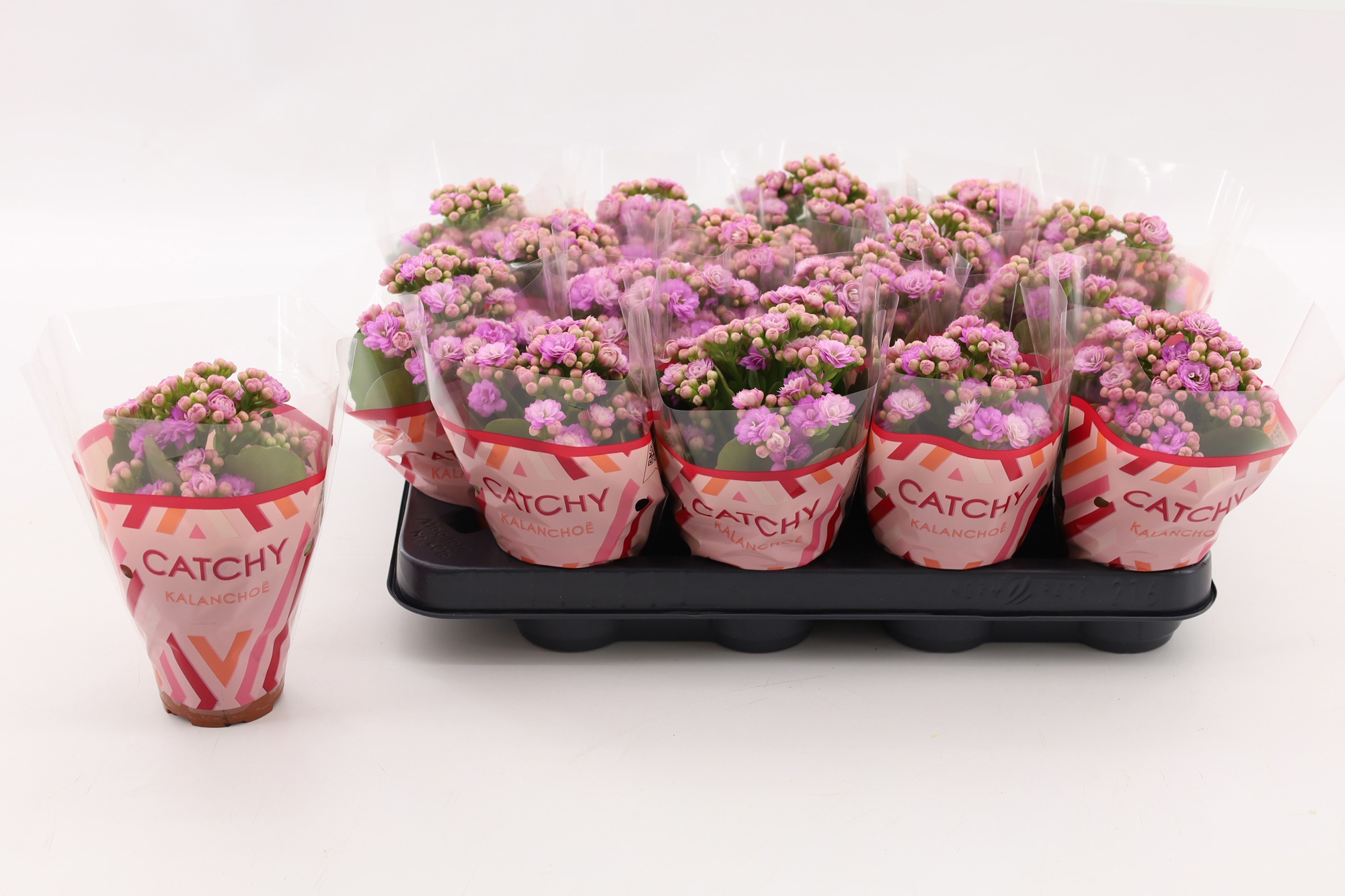 Kalanchoe Double Pink, D 8