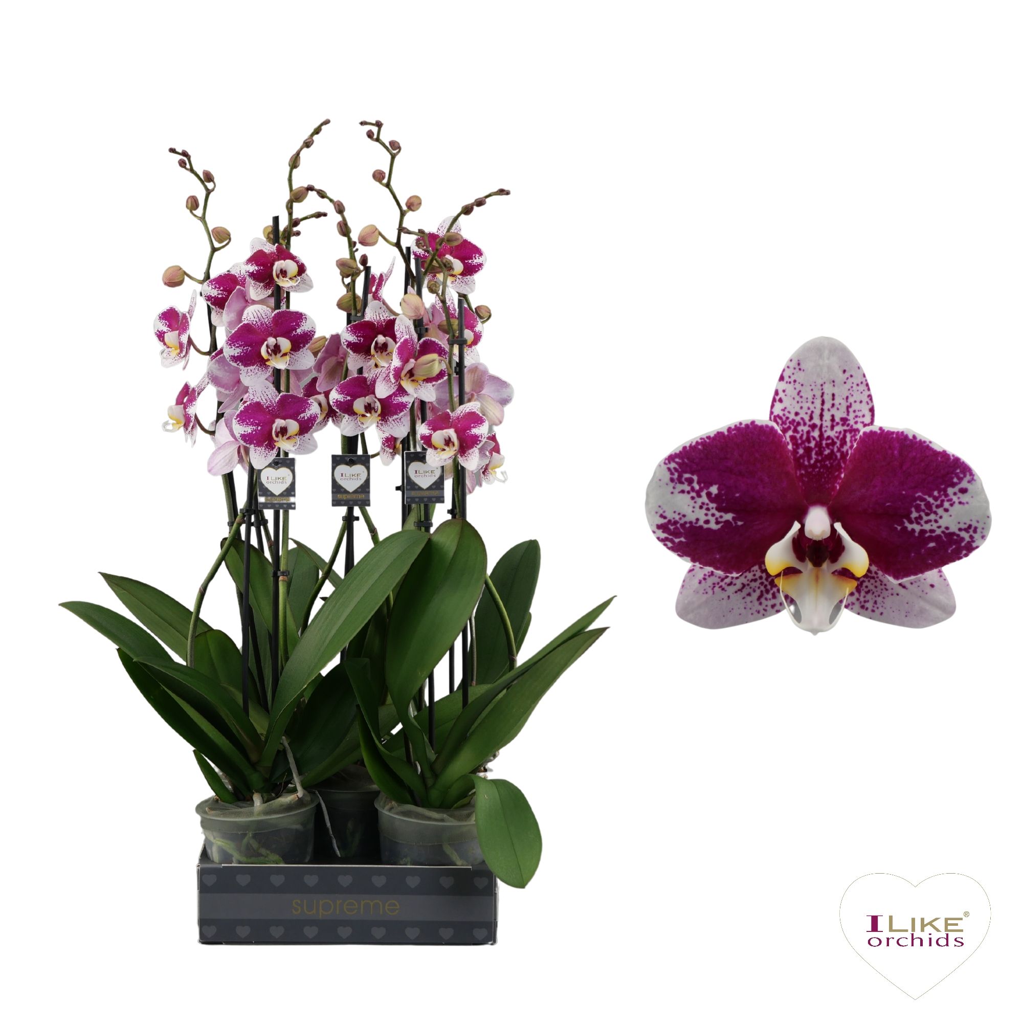 Phalaenopsis Barcelona - 2 tak 80cm, D 12