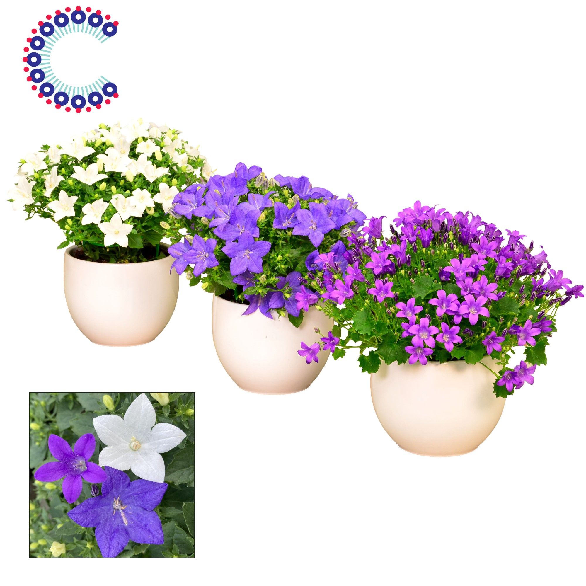 Campanula Mix Melanie, D 13