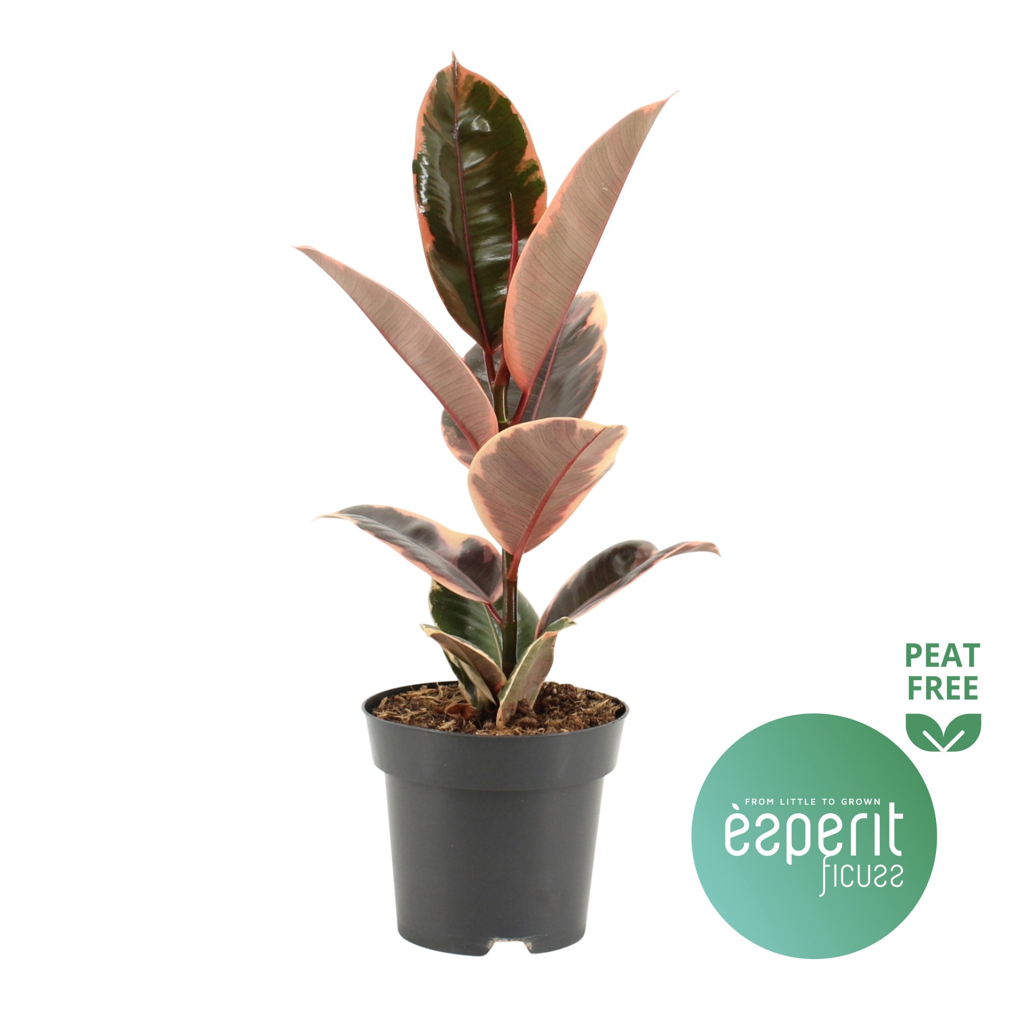 Ficus elastica Belize®, D 14