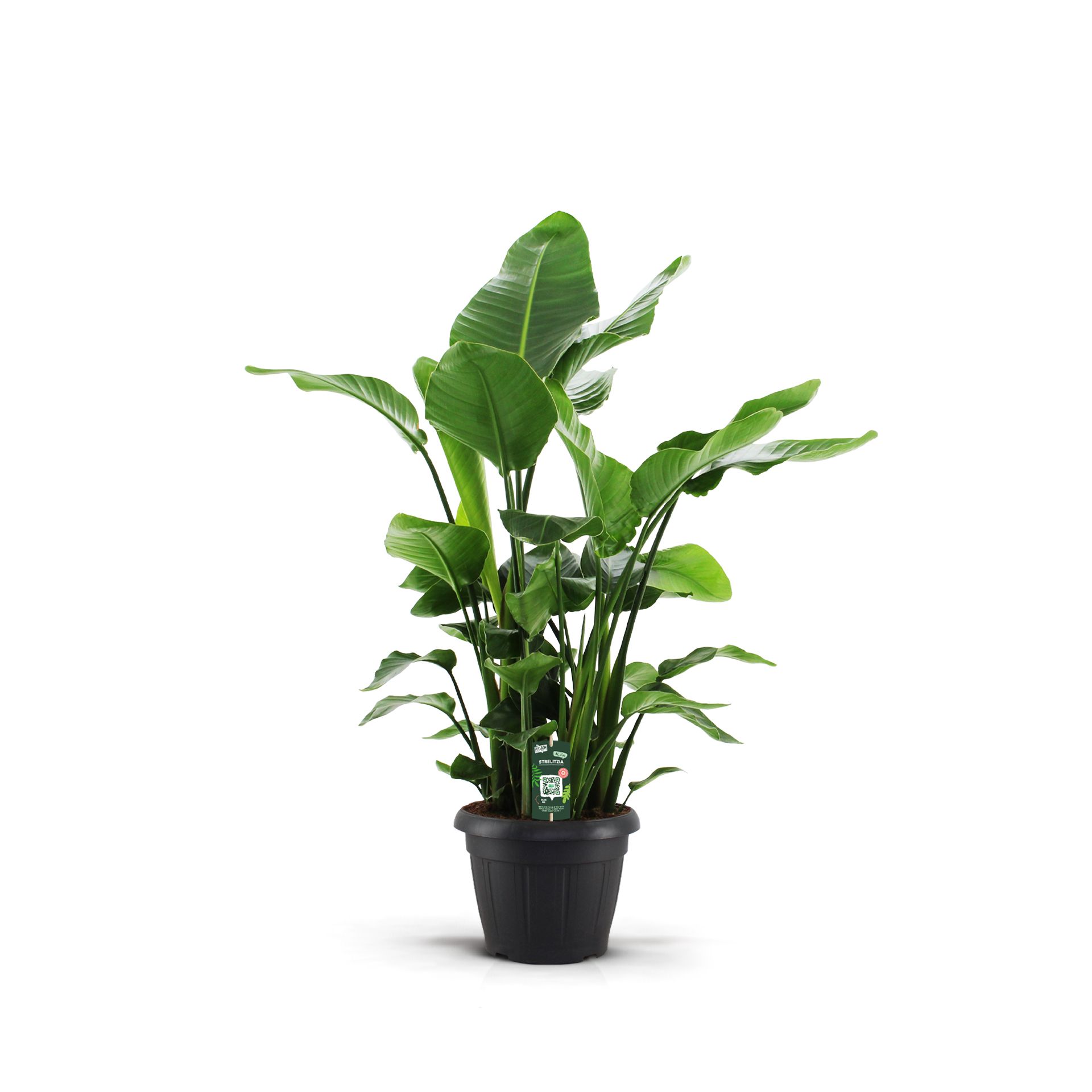 Strelitzia Nicolai 35 9 STEKKEN!!, D 35