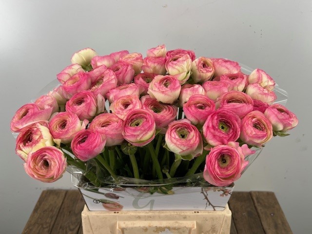 Ранункулус Саксесс Фелисидад 45, шт.