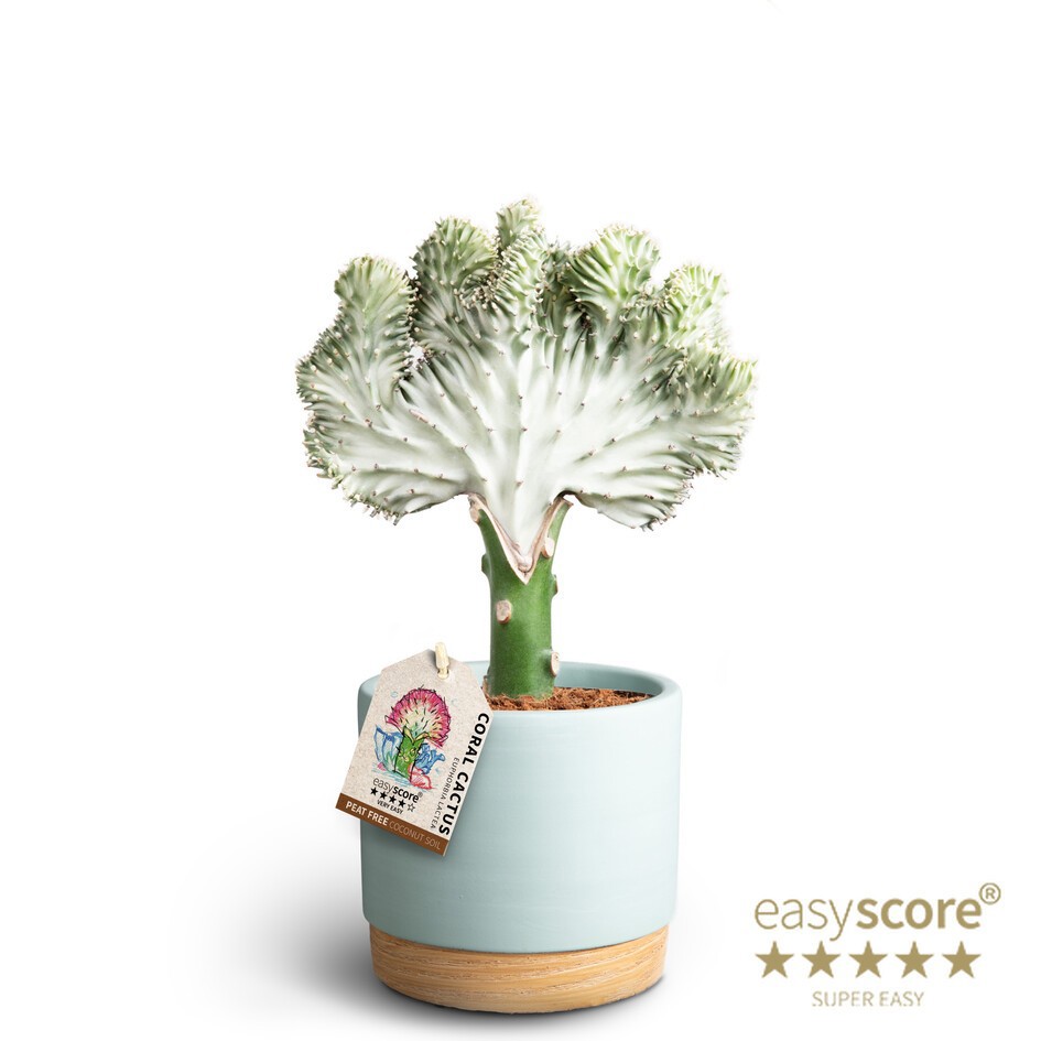 Woodbase Sky Blue, Euphorbia lactea, D 12