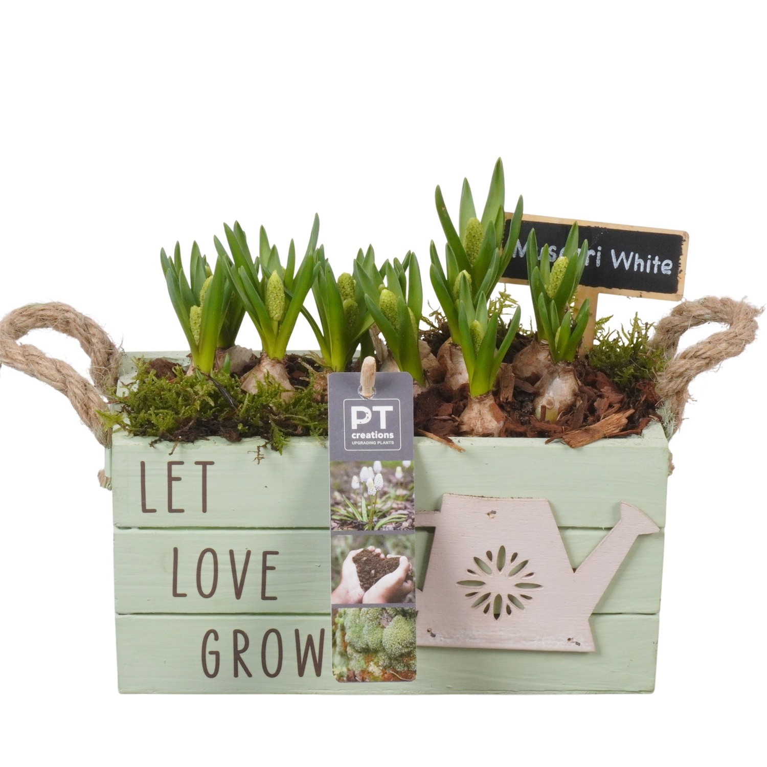 PTWMB8145 Arrangement Muscari White in houten rechthoek bak, D 20