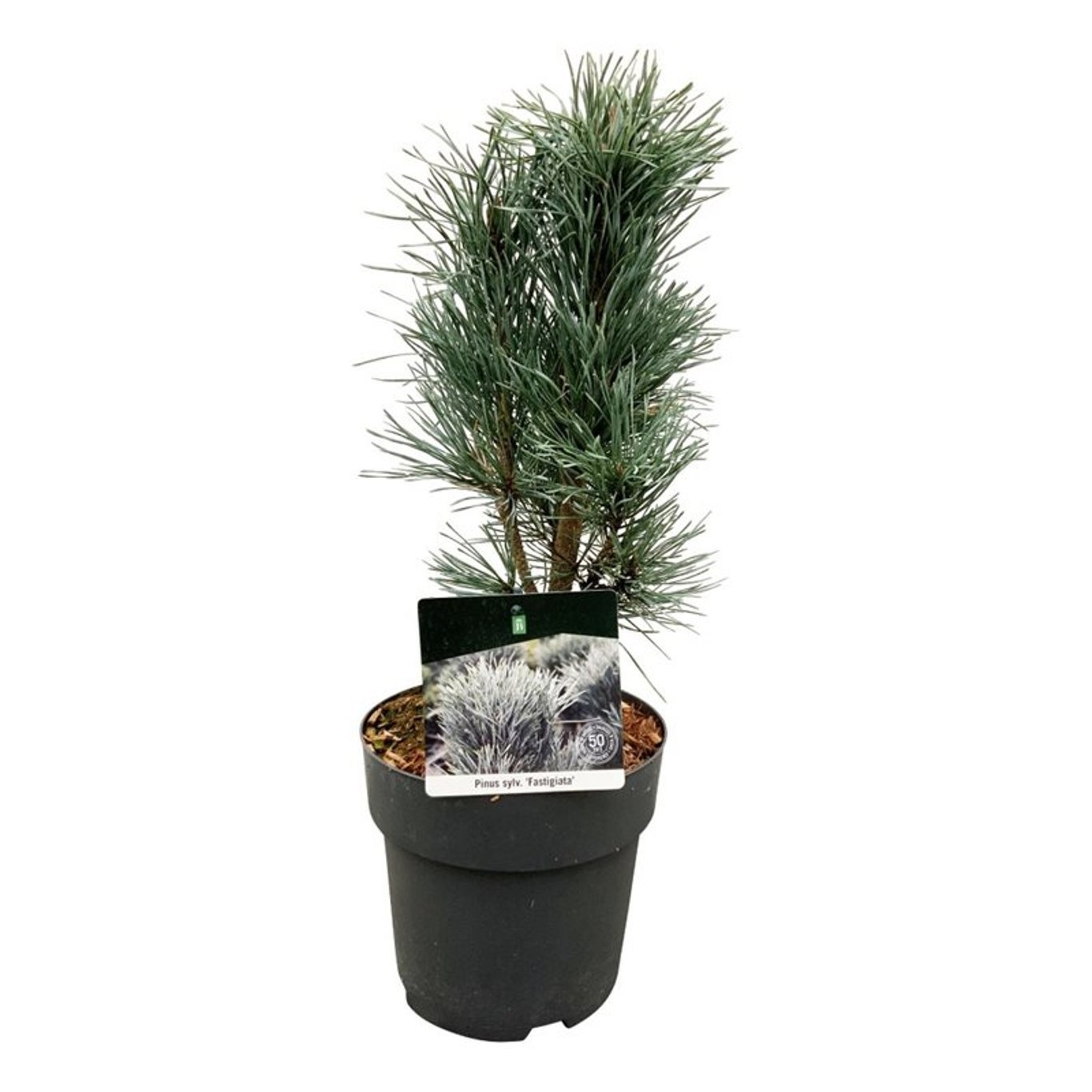 Pinus sylv. 'Fastigiata', D 21
