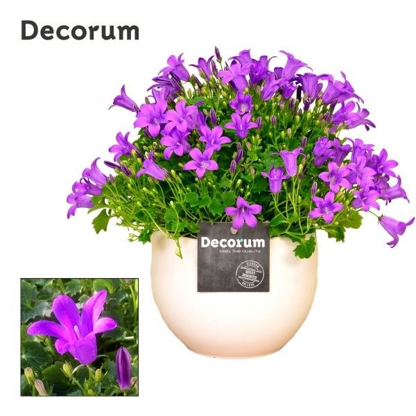 Campanula Porto LL Decorum Melanie, D 13
