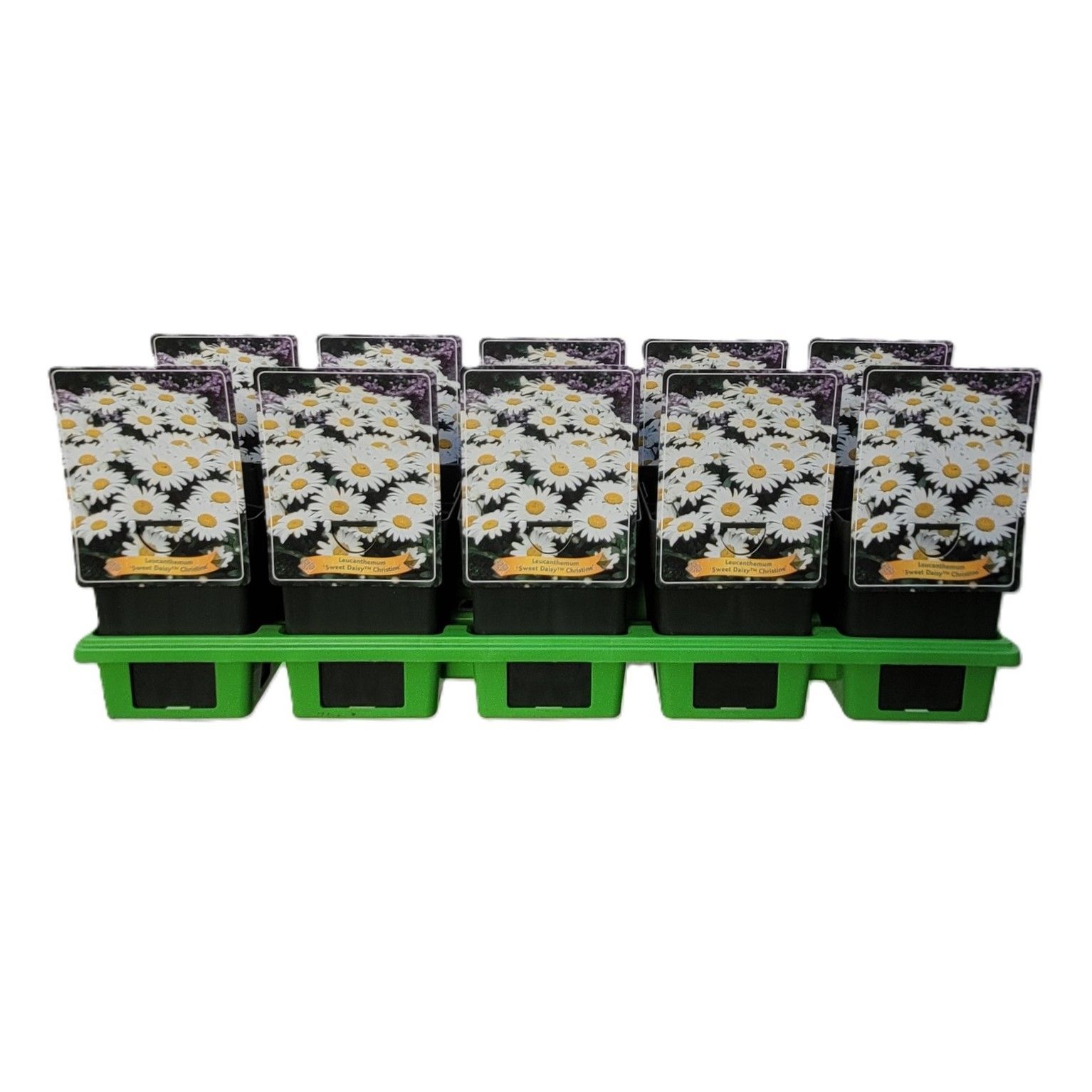Leucanthemum 'Sweet Daisy™ Christine' P11, D 11