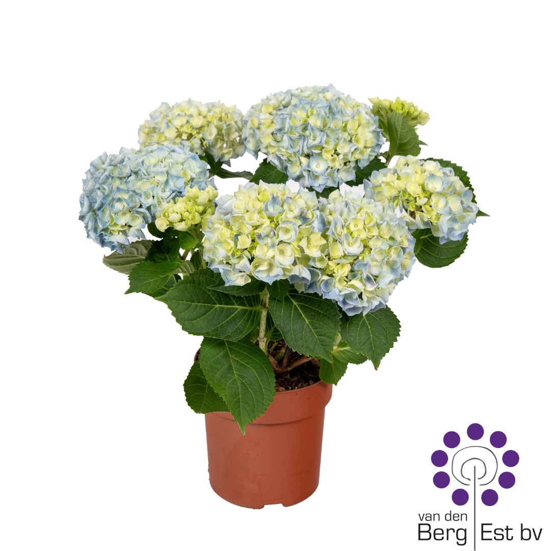 Hydrangea Blue 4/6, D 14