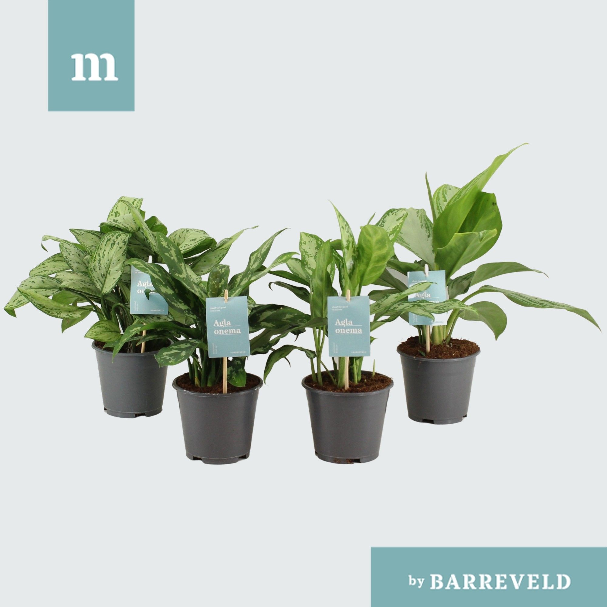 Green Agla mix (Aglaonema), D 14