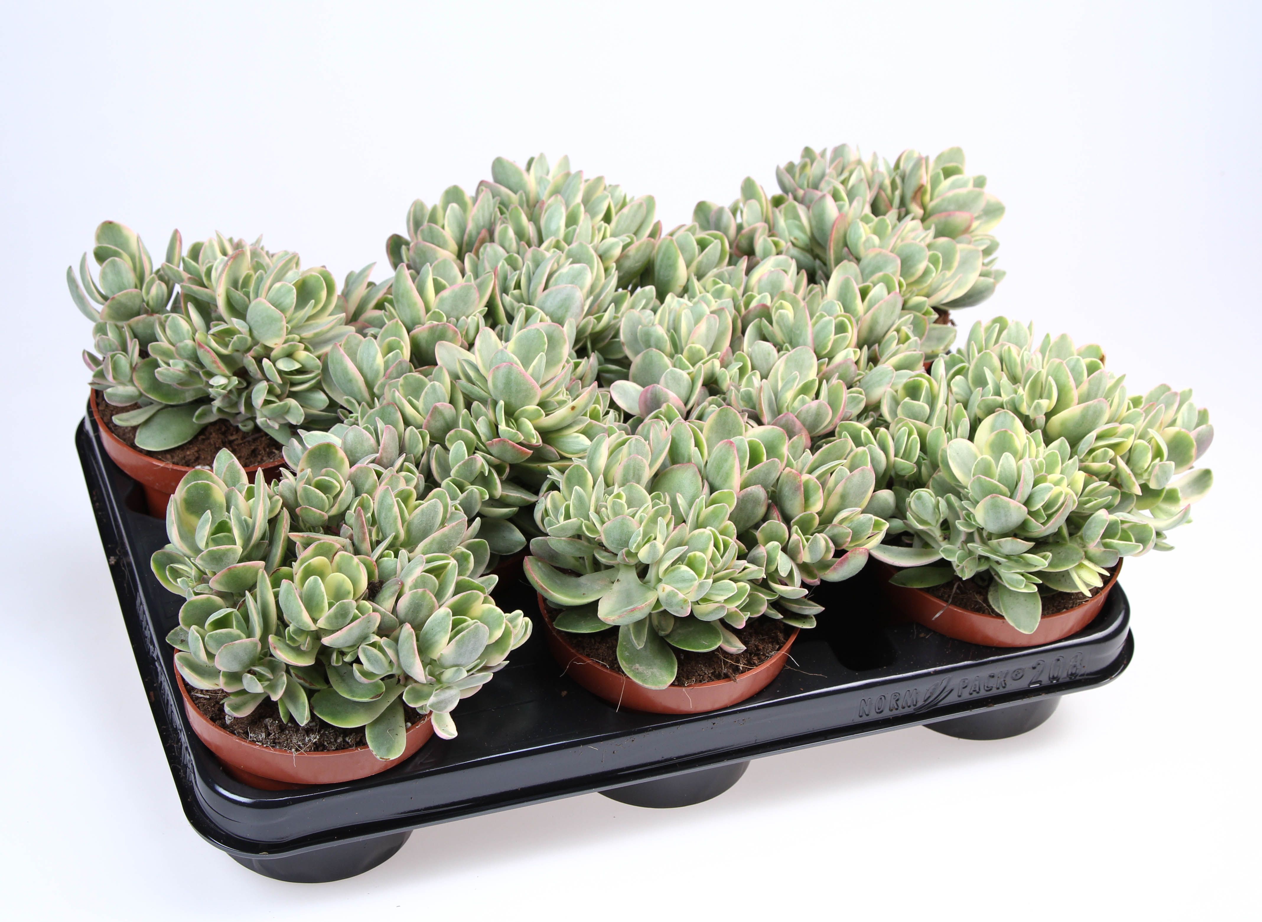Crassula Moneymaker, D 10,5